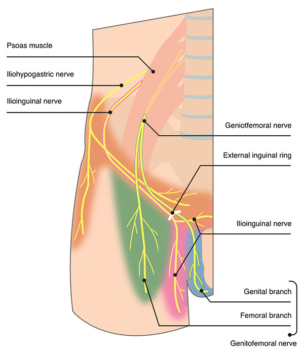 dermatomas inguinales